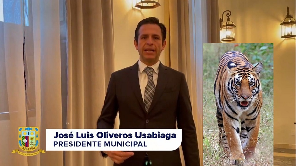 Un tigre acecha en Apaseo El Grande