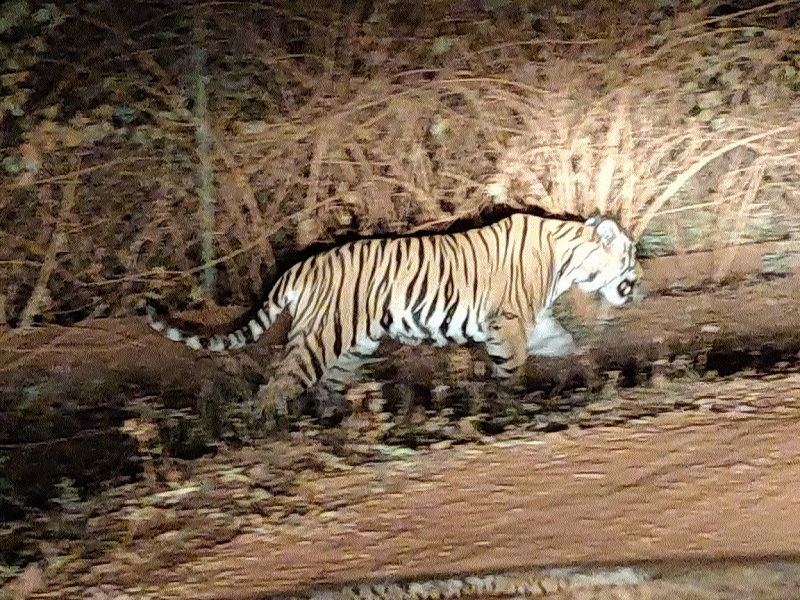 Tigre Apaseo El Grande Guanajuato 3