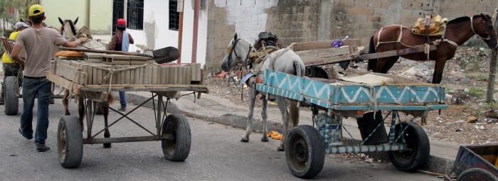 Protección Animales León Guanajuato 2