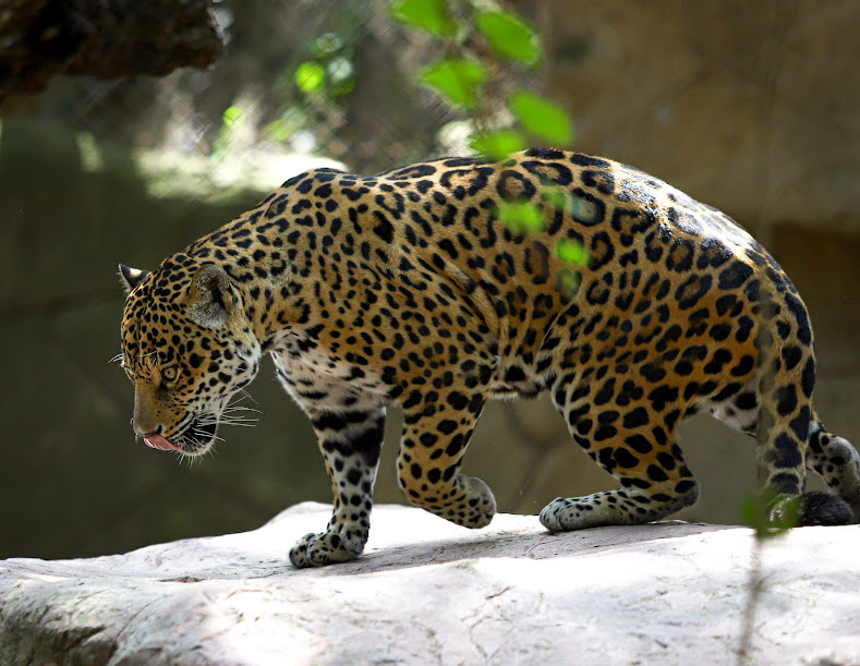 zooLeón Guanajuato 3