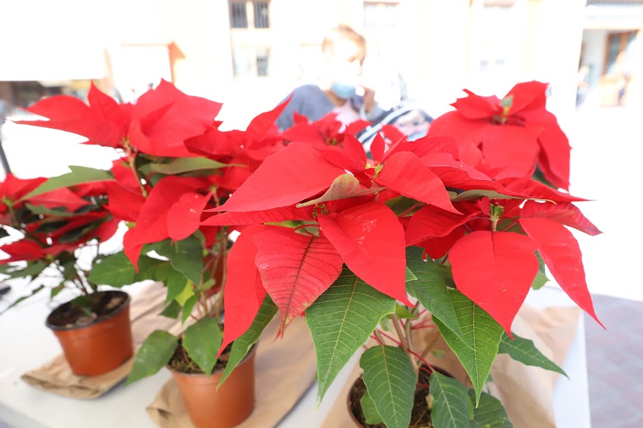 Noche buena Regalo Navidad Leon Guanajuato Guanajuato 4