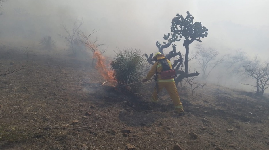 Combaten incendio forestal en la Capital