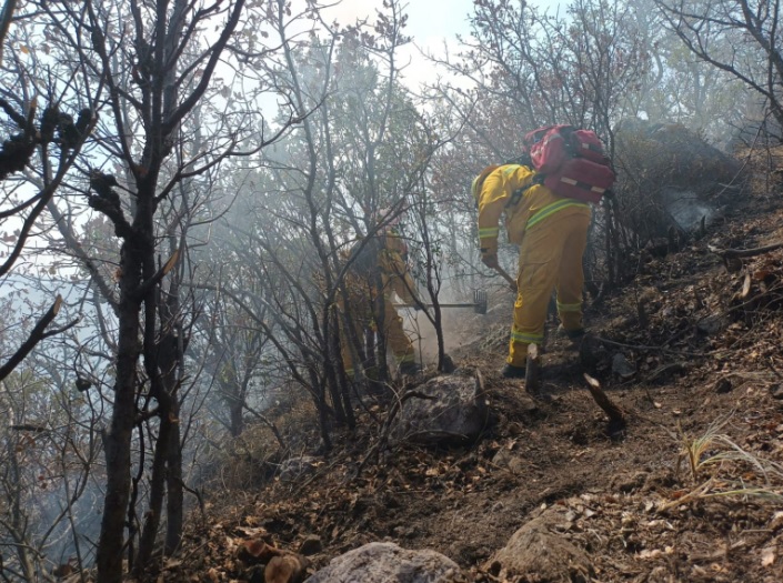 Combaten incendio forestal en la Capital