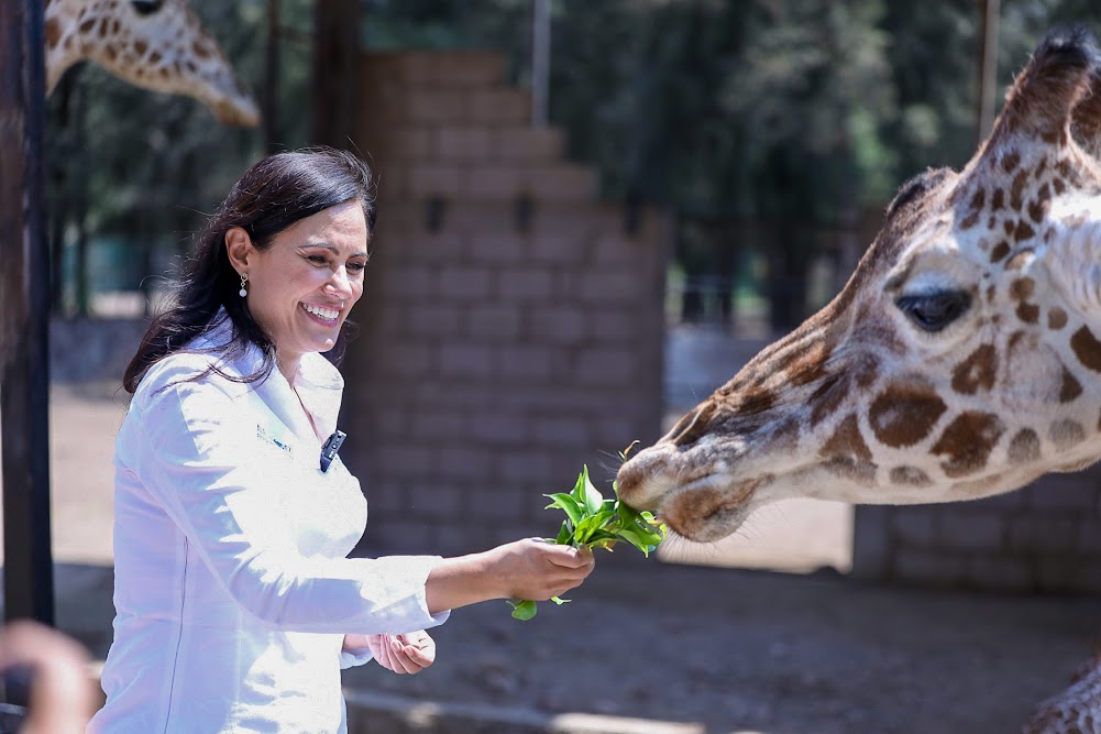 Tiene ZooLeón jirafa recién nacida