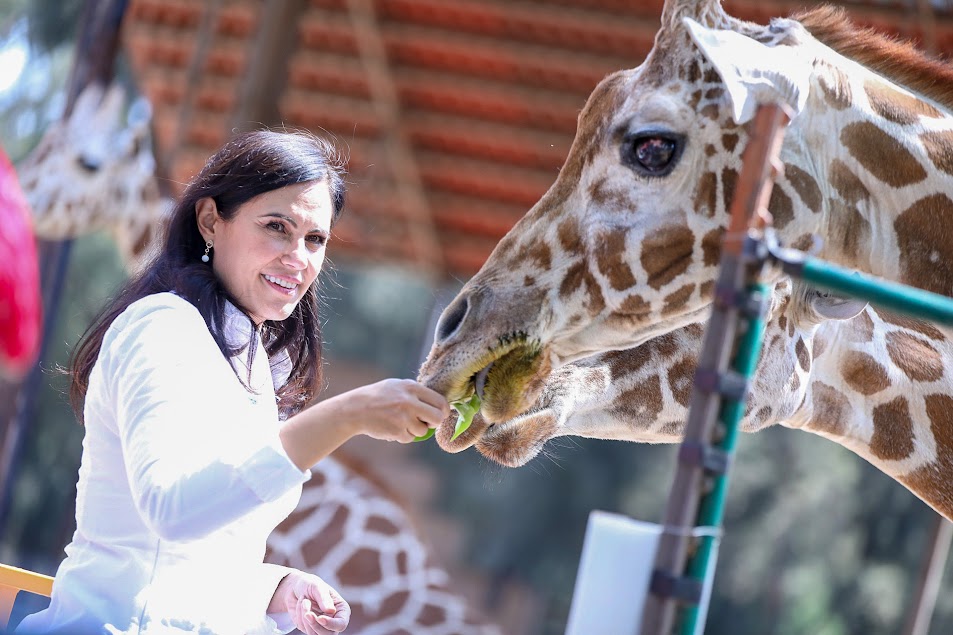 Tiene ZooLeón jirafa recién nacida