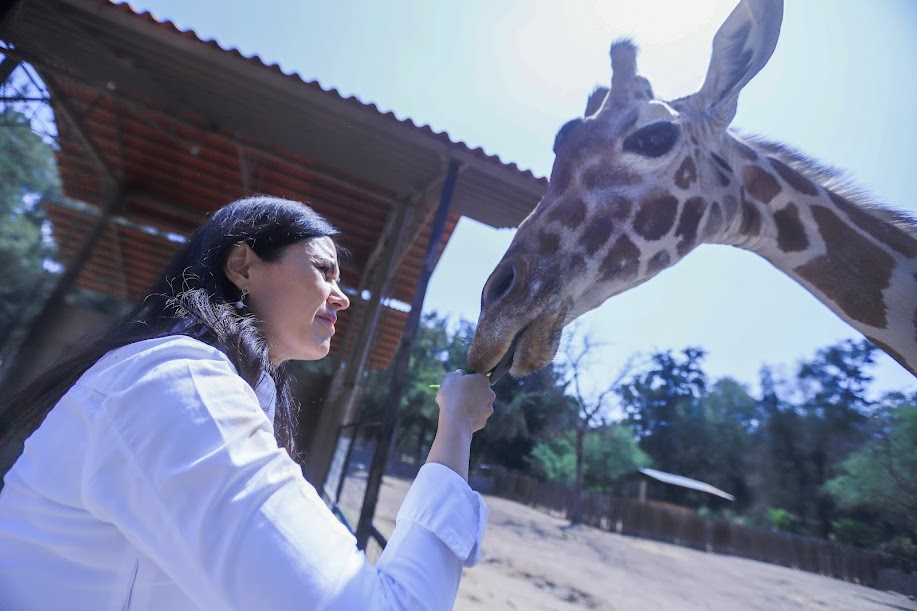 Tiene ZooLeón jirafa recién nacida