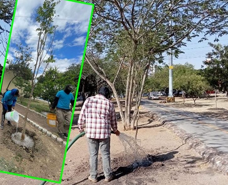 Arranca en León reforestación masiva