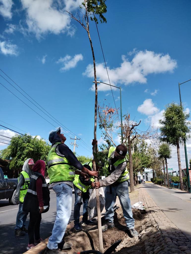 Reforestación 11 Mil Arboles León Guanajuato 4