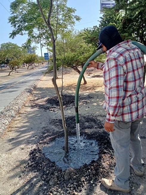 Reforestación 11 Mil Arboles León Guanajuato 6