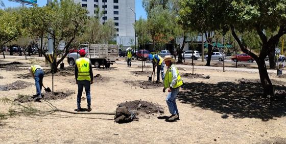 Reforestación 11 Mil Arboles León Guanajuato 7