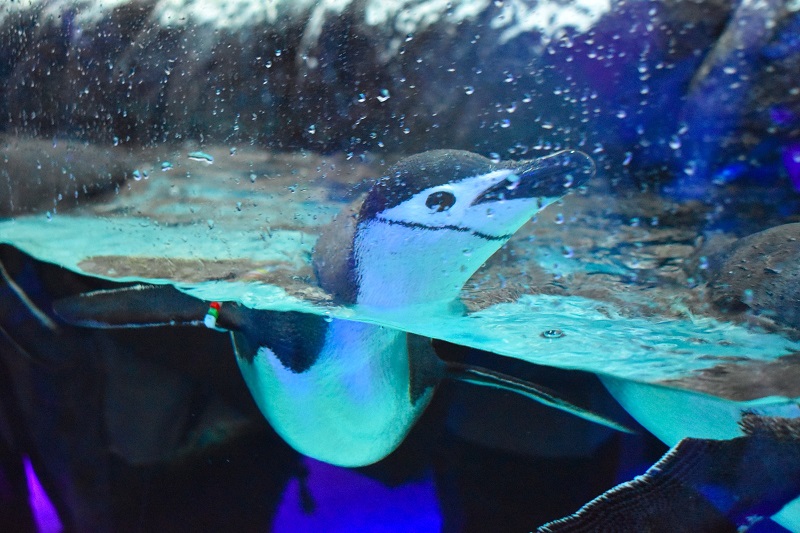 Acuario del Bajío es ahora Sealand León