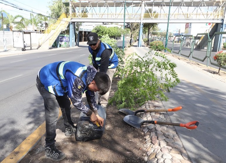 Se han plantado 533 árboles en una semana