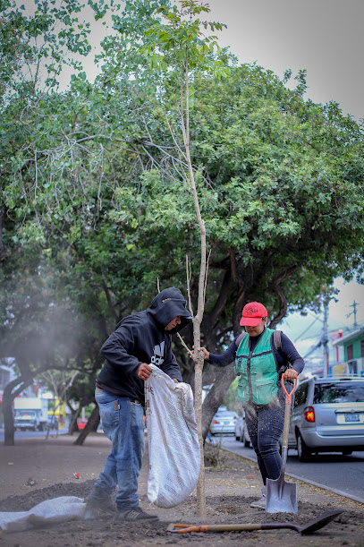 Se han plantado 533 árboles en una semana