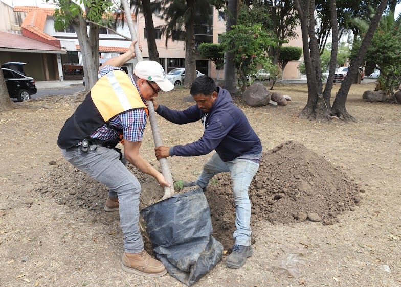 Se han plantado 533 árboles en una semana