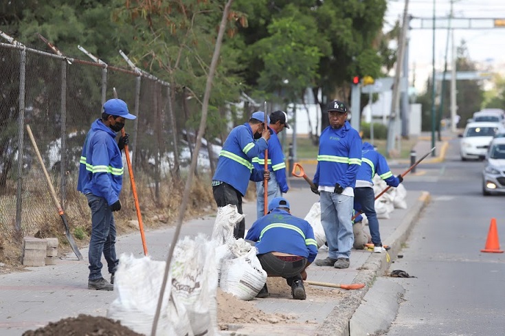 Se han plantado 533 árboles en una semana