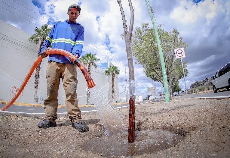 Se han plantado 533 árboles en una semana