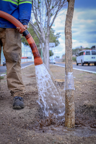 Se han plantado 533 árboles en una semana