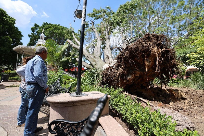 Cae árbol centenario en jardín de Purísima