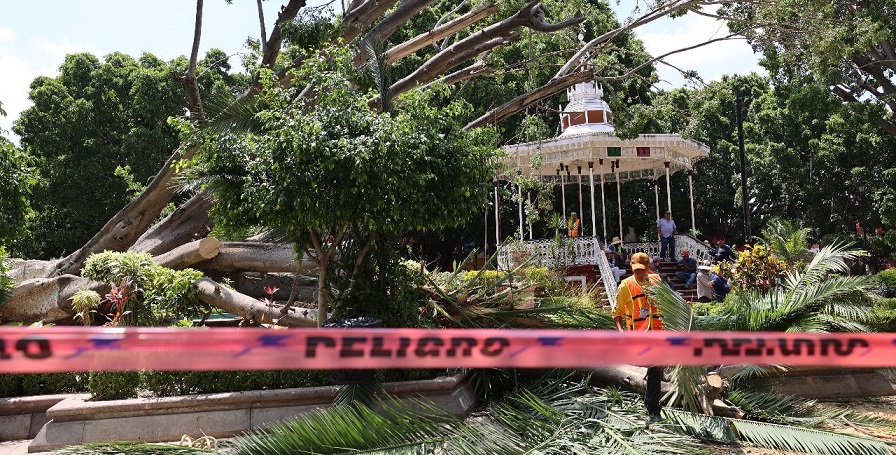 Arbol Centenario Cae Purísima del Rincón 3