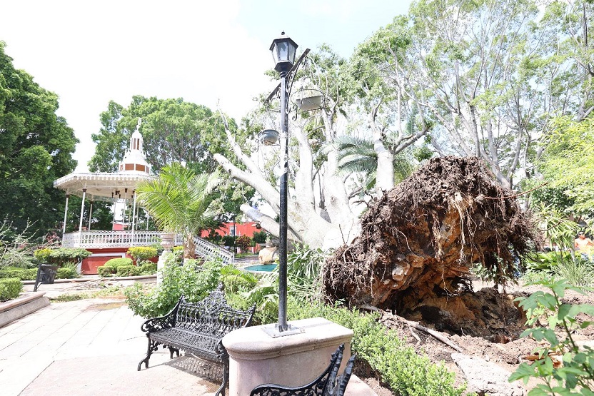 Arbol Centenario Cae Purísima del Rincón 4