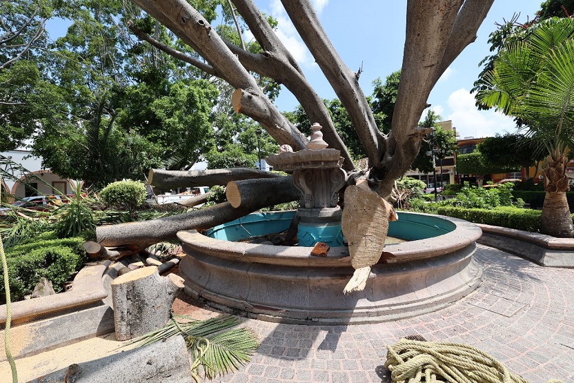 Arbol Centenario Cae Purísima del Rincón 5