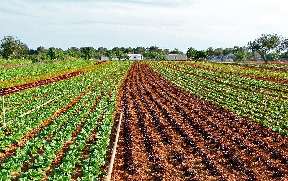 COFOCE acerca a agro-productores a mercados extranjeros