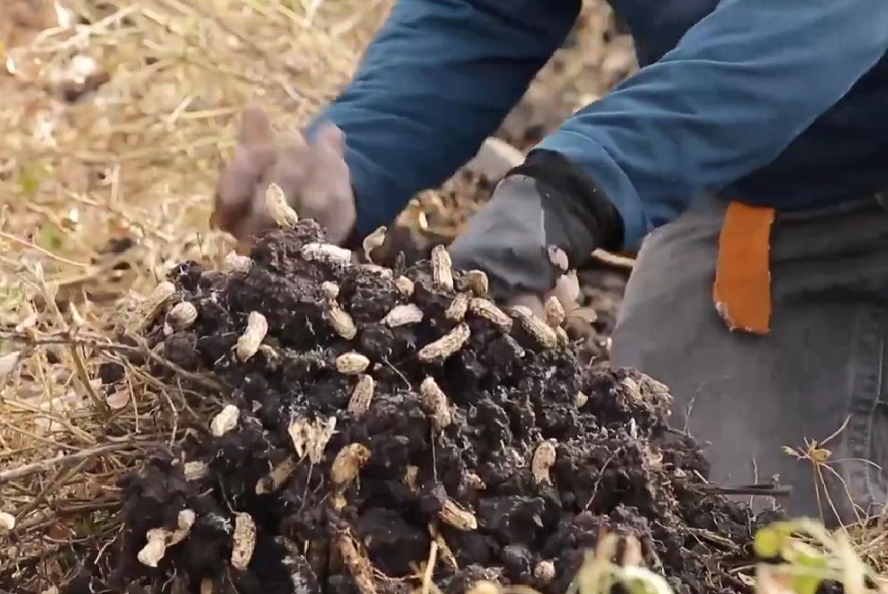 Cacahuates de Guanajuato llegan a Estados Unidos