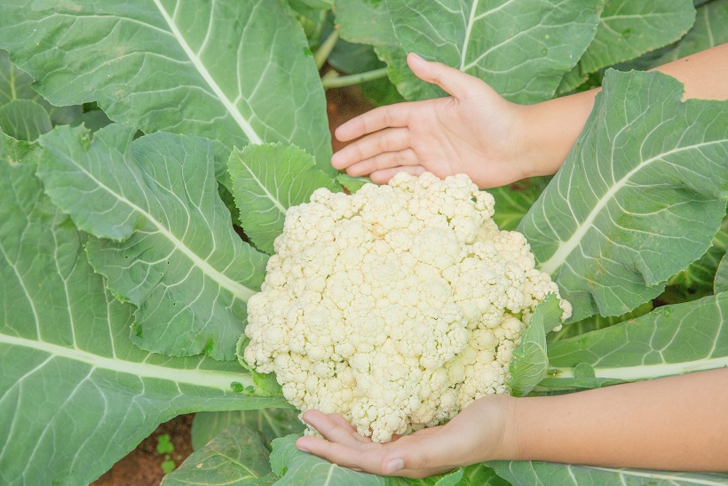 Lidera Guanajuato producción nacional de coliflor