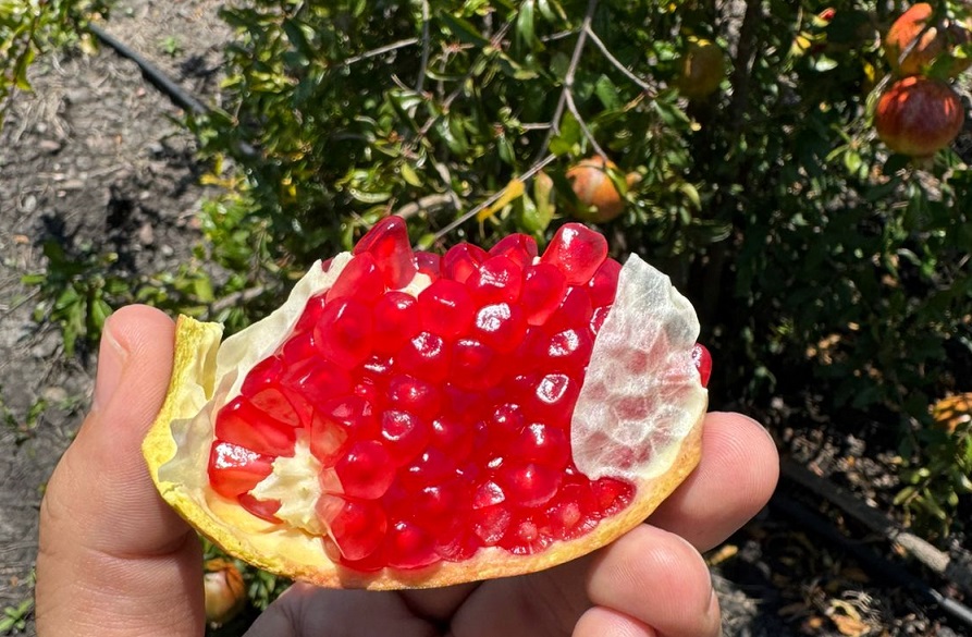 Impulsa COFOCE exportación de granada a EU