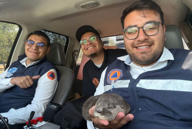 Rescatan a nutria bebé: La nueva celebridad de Purísima está en recuperación