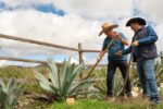 Mezcal Denominación de Origen Guanajuato