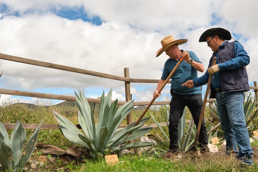 Incrementa Guanajuato Denominación de Origen de Mezcal