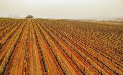 Vinos Guanajuato CMB2026 Concours Mondial de Bruxelles