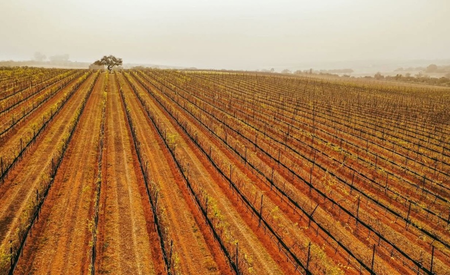 Conquistan vinos Guanajuatenses el CMB 2026 Conquistan vinos Guanajuatenses el CMB 2026