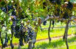 Vendimias Guanajuato Vinos Viñedos 2026