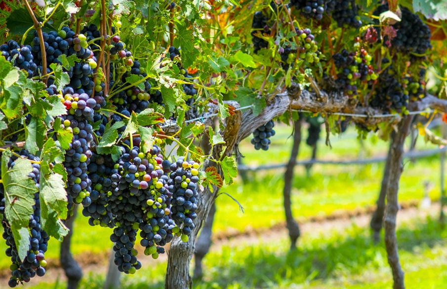 Vendimias 2026, para vivir, compartir y experimentar el vino