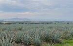 Agave Tequilero Producción Guanajuato