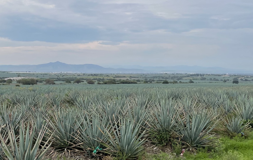 Guanajuato fortalece liderazgo en producción de agave tequilero