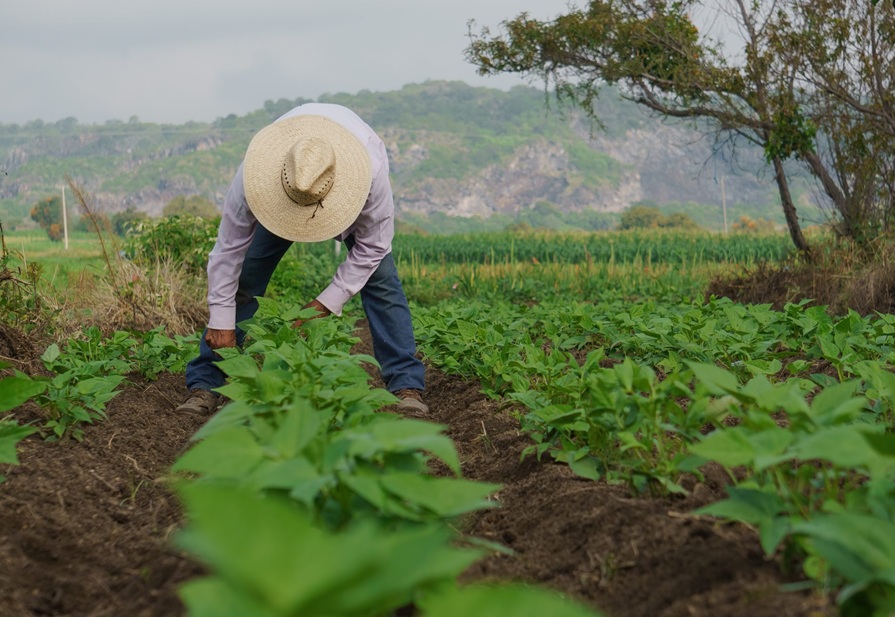 Tú Puedes financia a agricultores de Guanajuato Tú Puedes financia a agricultores de Guanajuato