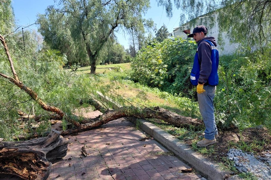 Atiende Purísima emergencia por viento y lluvia