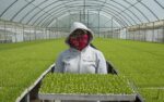 Texas Agricultores Productores Guanajuato Exportación