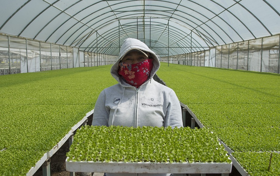 Abren nuevas oportunidades para el campo en McAllen, Texas Abren nuevas oportunidades para el campo en McAllen, Texas