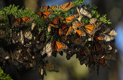 Mariposa Monarca Protección Ruta Guanajuato